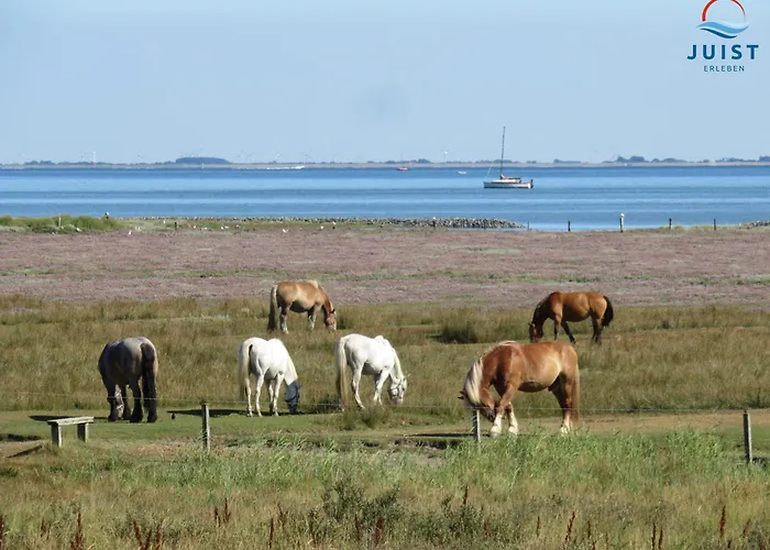 Haus Ostend 190 - Bude Ostend *